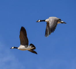 canadian geese in flight