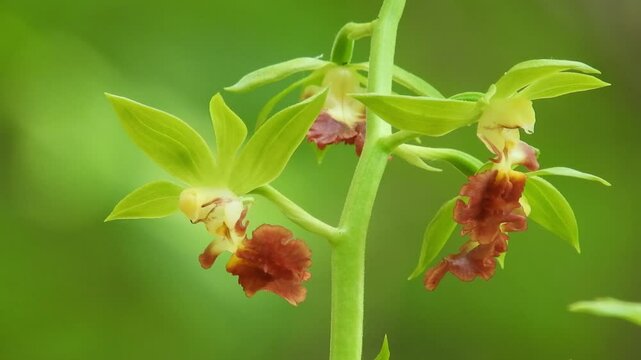 [4K] Botanical Video of Rare Wild Calanthe tricarinata (Sarumen-Ebine) Blooming on the Deep Mountain Forest Floor 【4K】深山の林床に咲くサルメンエビネ（猿面海老根）：希少な野生のランのボタニカル動画 撮影日：20250528-2