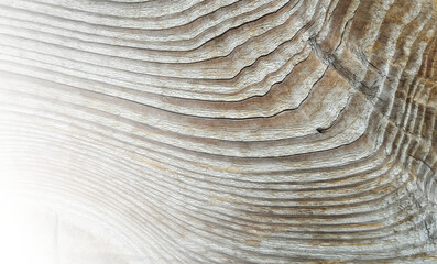 Fototapeta premium Close-up Weathered Wood Texture, Grey Brown, Nature Background Or Design Element