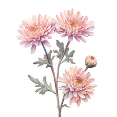 A Chrysanthemum Stem Bouquet, watercolor painting vector, high quality, isolated on a white background.