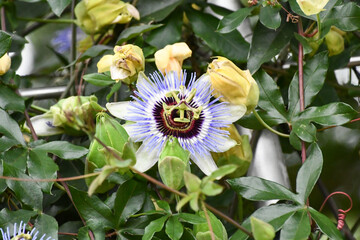 トケイソウ　Passion flower