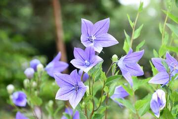 キキョウ　Balloon flower	