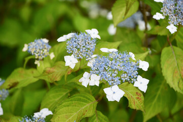 ヤマアジサイ「小甘茶」Hydrangea serrata "Koamacha"