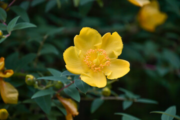 キンシバイ（ヒペリカム）　Goldencup , St. John's Wort