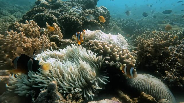 clown fish, nemo, finding nemo, anemone