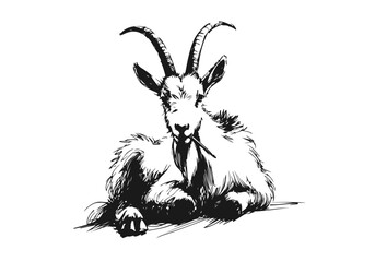 Alpine goat hand drawn sketch vector illustration