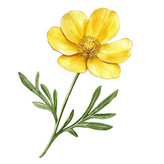 A Buttercup Stem, watercolor clipart vector, high quality, isolated on a white background.