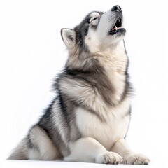 Adorable Husky Dog Howling Serenely in Snowy Landscape Fluffy Canine Companion