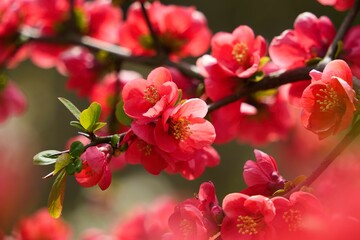 赤いボケの花