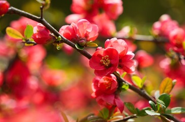 鮮やかな赤色のボケの花