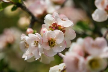 薄い桃色のボケの花