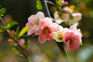 薄ピンクのボケの花