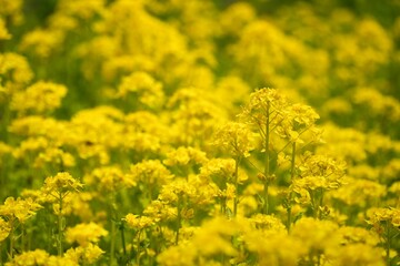 美しい黄色い菜の花
