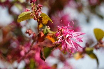 ベニバナトキワマンサクの花