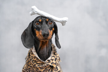 A cute dachshund dog balances a bone on its head while dressed in a stylish leopard print outfit. capturing a moment of canine charm and fashion against a plain background.