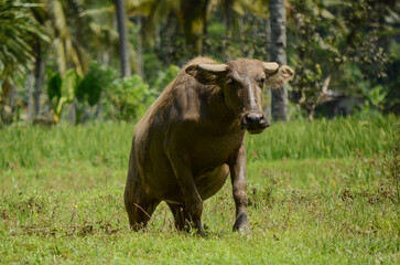 Asian Water Buffalo in Rice Field