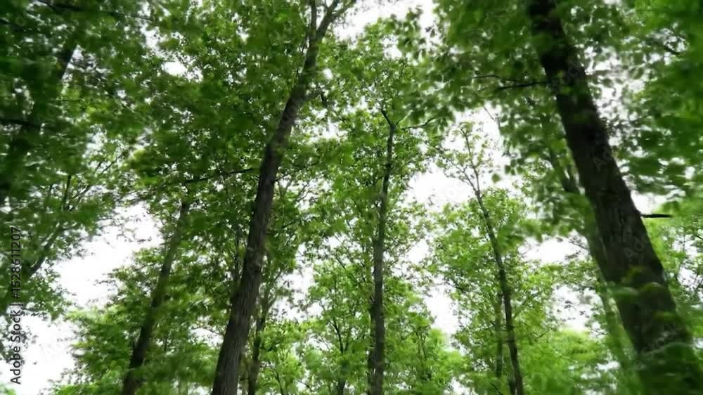 Poster a low-angle view of a dense forest, with tall trees and lush green leaves swaying gently in a breeze
