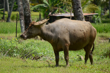 Tropical Farmland with Grazing Buffalo Herd
