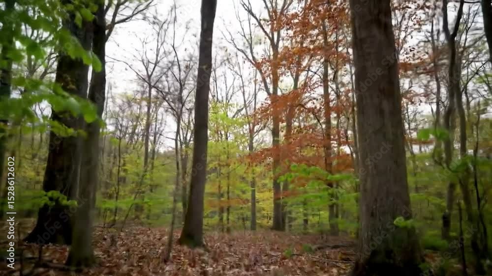 Poster a tranquil forest path winds through a dense canopy of deciduous trees, their leaves displaying vari