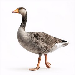 Obraz premium Domestic Goose on White Background. A Graceful Waterfowl in Rural Avian Habitat