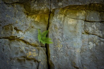 Fototapeta premium stone wall background