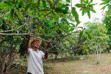 An older farmer with a hat and a machete pruning some trees in the forest on his farm