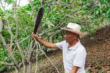 An older farmer with a hat and a machete pruning some trees in the forest on his farm