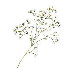 A Babys Breath Stem, watercolor clipart vector, high quality, isolated on a white background.