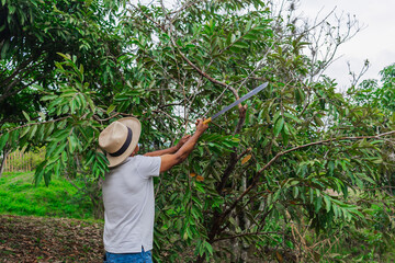 An older farmer with a hat and a machete pruning some trees in the forest on his farm