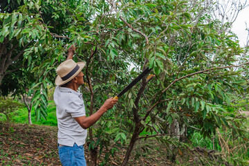 An older farmer with a hat and a machete pruning some trees in the forest on his farm