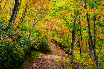 紅葉トレッキング　笹ヶ峰高原