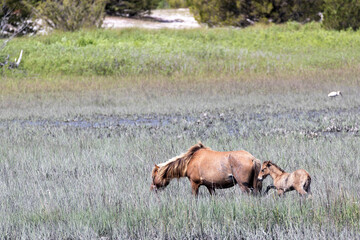 Feral Horses Beaufort North Carolina