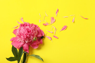 Beautiful peony flower and petals on yellow background