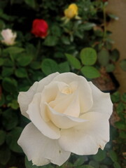 rose in the garden