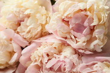 Texture of beautiful peony flowers, closeup