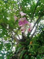 Orchid flowers blooming on a tree branch