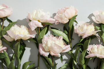 Beautiful peony flowers on grey background
