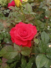 red rose in garden