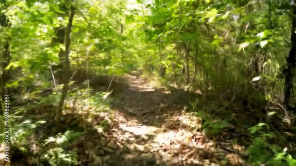 Poster sun-dappled forest path winds through lush green undergrowth and trees, creating a tranquil, seclude