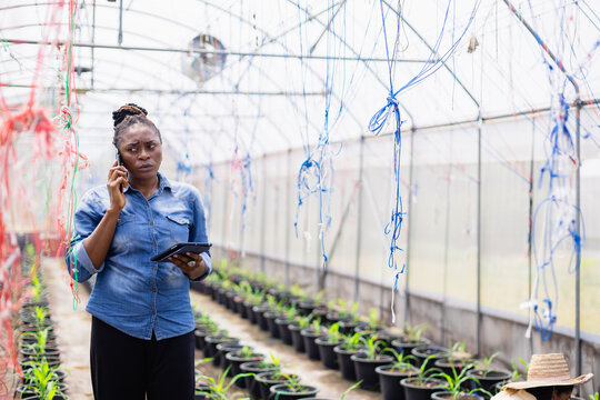 Young scientist in farm greenhouse is conducting agricultural research with her team using tablet and phone to monitor plant growth and ensure healthy crops - Powered by Adobe