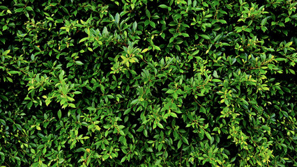 Natural fresh green leaves fence wall.