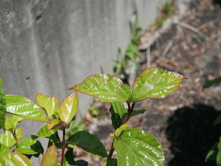 公園で芽吹いた樹木