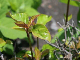 公園で芽吹いた樹木