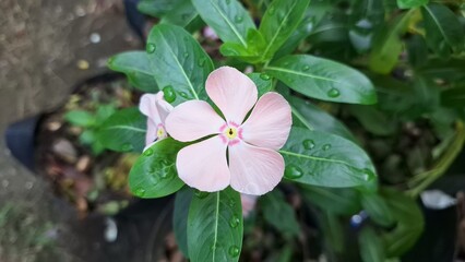 Close-up of a bright pink Madagascar Periwinkle (Catharanthus roseus) blossom, showcasing its delicate petals and fresh raindrops.