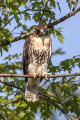 Red Tailed Hawk