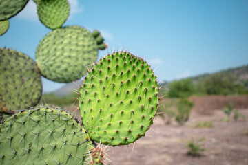 Planta de Opuntia ficus-indica tipo cactus en el desierto méxicano