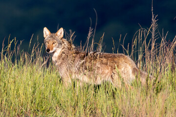 Coyote in the Tomblin WMA West Virginia.