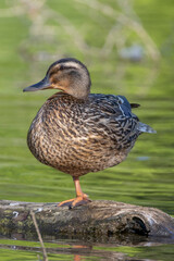 Mallard Duck