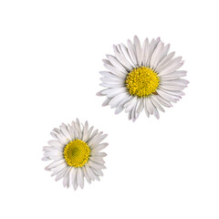 two Daisy Flowers on Transparent Background – perfect for design, craft projects, or natural-themed compositions