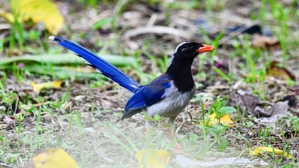 Red-billed blue magpie on grass